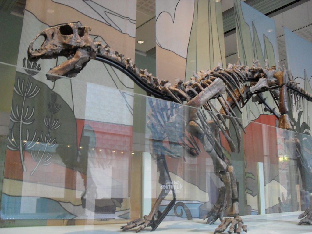 cast of the T Rex skeleton